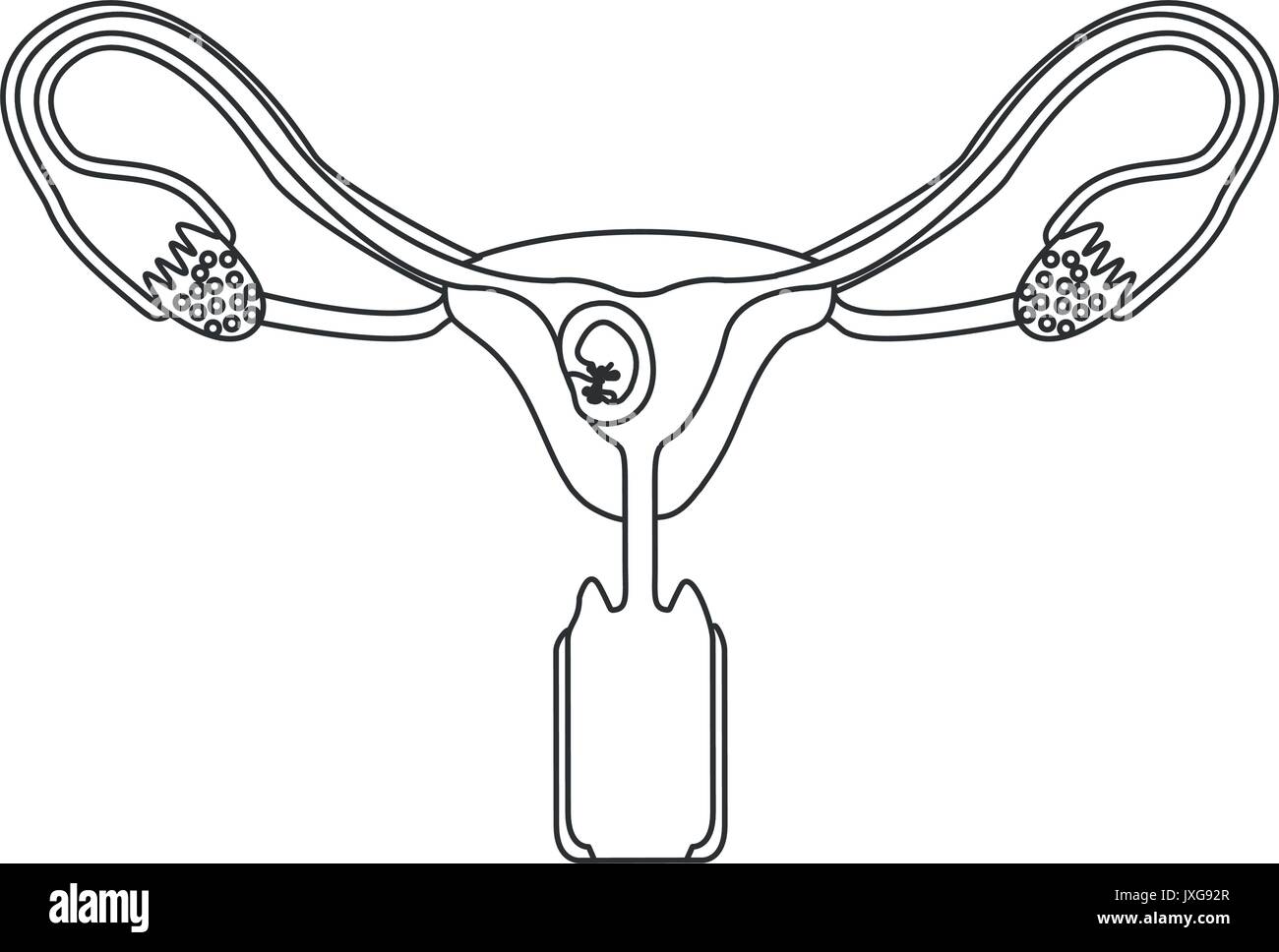 Silhouette monochrome du système reproducteur féminin ovaires avec fœtus quelques semaines de croissance humaine Illustration de Vecteur