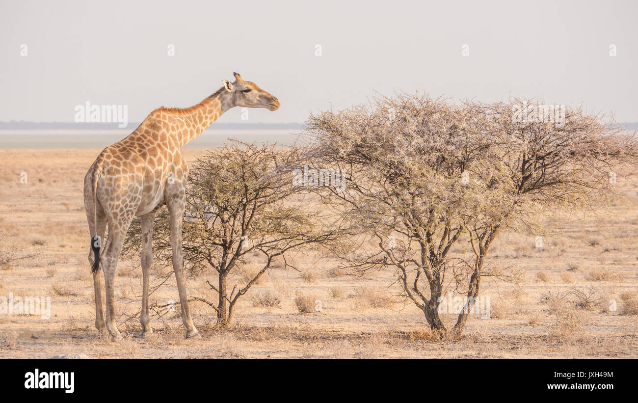 L'un des profils girafe mangeant de arbres épineux dans la belle lumière. Parc National d'Etosha, Namibie. Banque D'Images