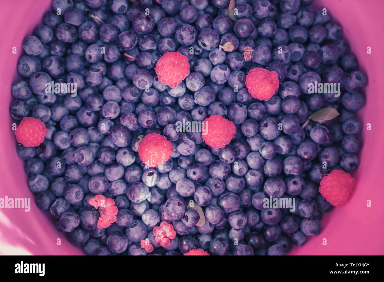 Close-up de bleuets frais juste pris avec peu de framboises dans a pink bucket Banque D'Images