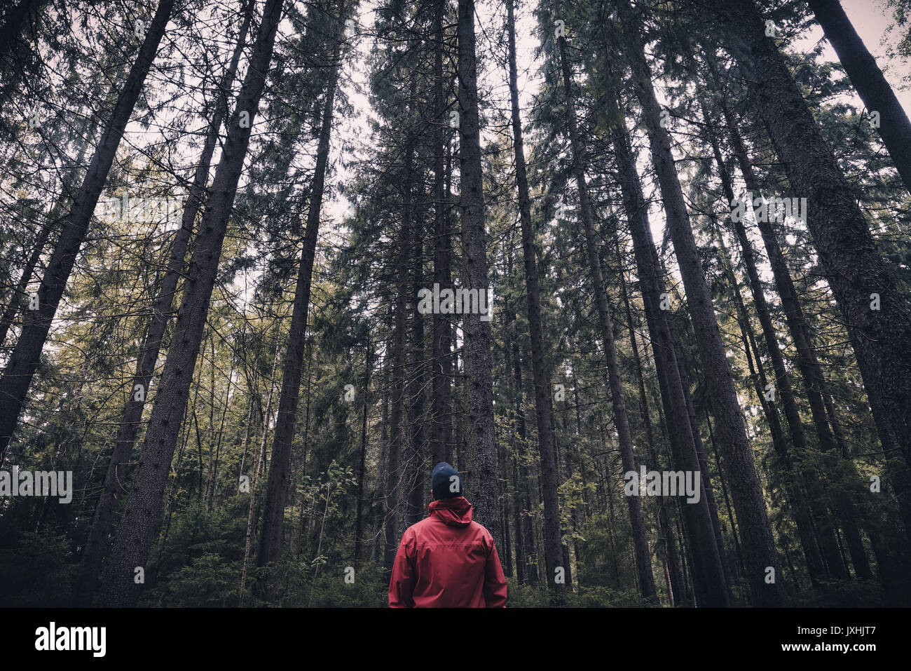 Un homme à la veste rouge debout dans une forêt et à jusqu'à les arbres Banque D'Images