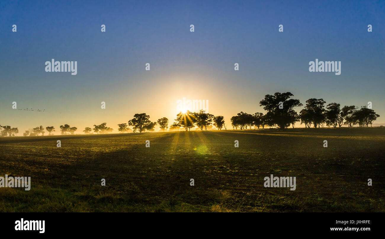 Soleil du Matin brumeux avec relevage passe à travers les arbres en Australie avec les champs cultivés frais Banque D'Images