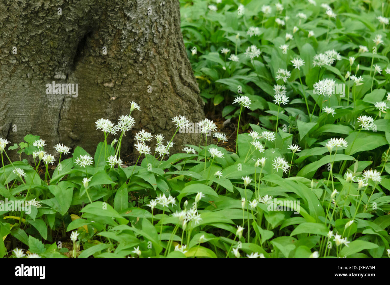 Bois l'ail (Allium ursinum) Banque D'Images