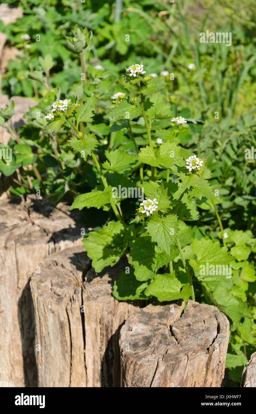 L'alliaire officinale (Alliaria petiolata) Banque D'Images