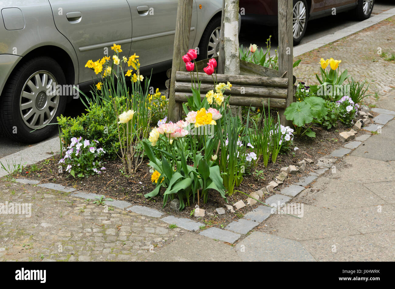 Les jonquilles (Narcissus), tulipes (tulipa) et violette (Viola) sur un arbre pit Banque D'Images