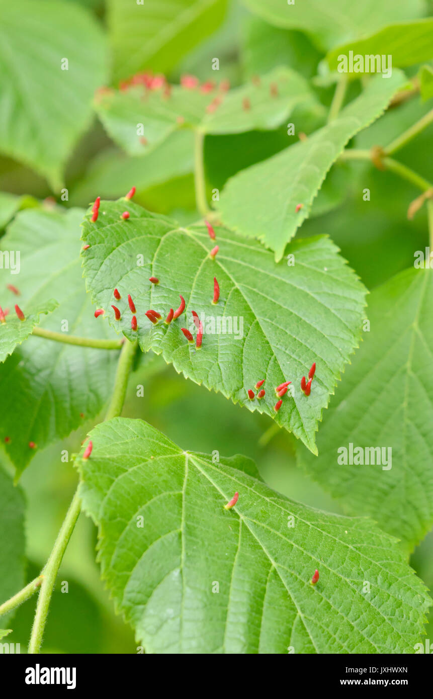 Tilleul (Tilia) et linden gall mite (Eriophyes) Banque D'Images