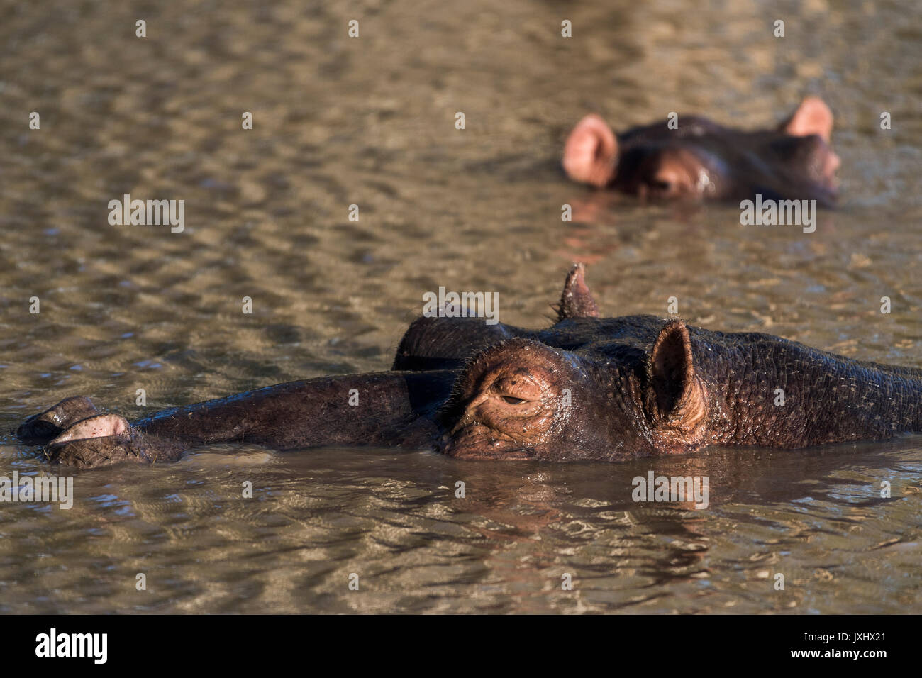 L'hippopotame commun (Hippopotamuspotamus amphibius) dans l'eau, zone humide d'iSimangaliso, KwaZulu-Natal, Afrique du Sud Banque D'Images