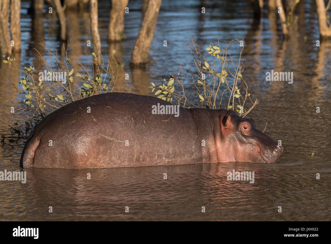 L'hippopotame commun (Hippopotamuspotamus amphibius) dans l'eau, zone humide d'iSimangaliso, KwaZulu-Natal, Afrique du Sud Banque D'Images