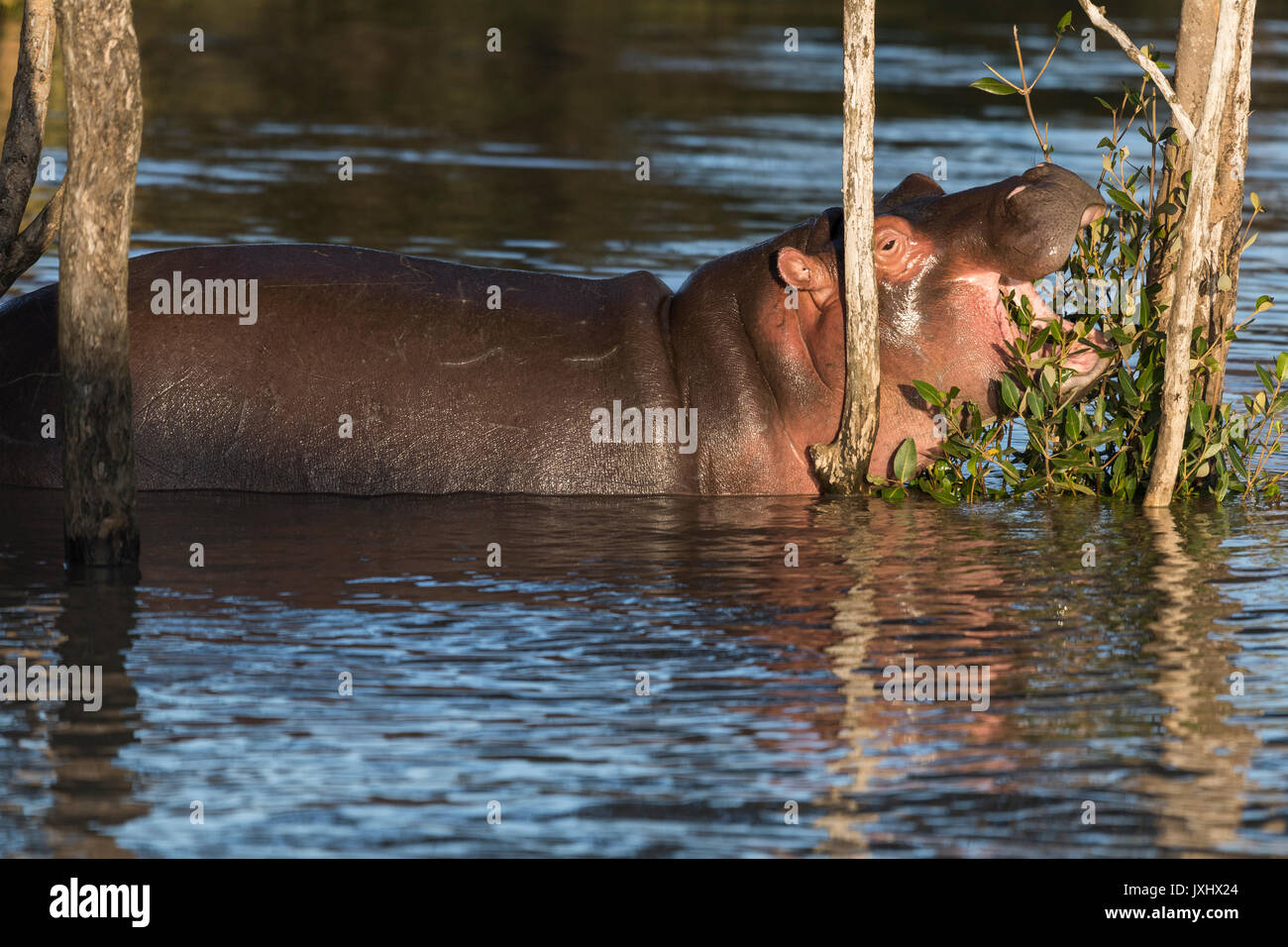 L'hippopotame commun (Hippopotamuspotamus amphibius) dans l'eau, l'alimentation sur les feuilles de la zone humide d'iSimangaliso, KwaZulu-Natal Banque D'Images