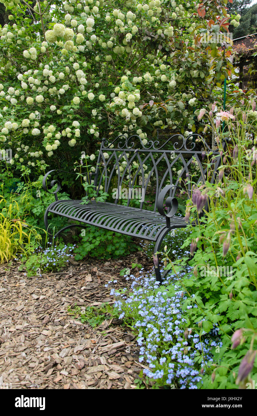 Guelder rose (Viburnum opulus 'Roseum') et myosotis (myosotis) en plus d'un banc de jardin Banque D'Images