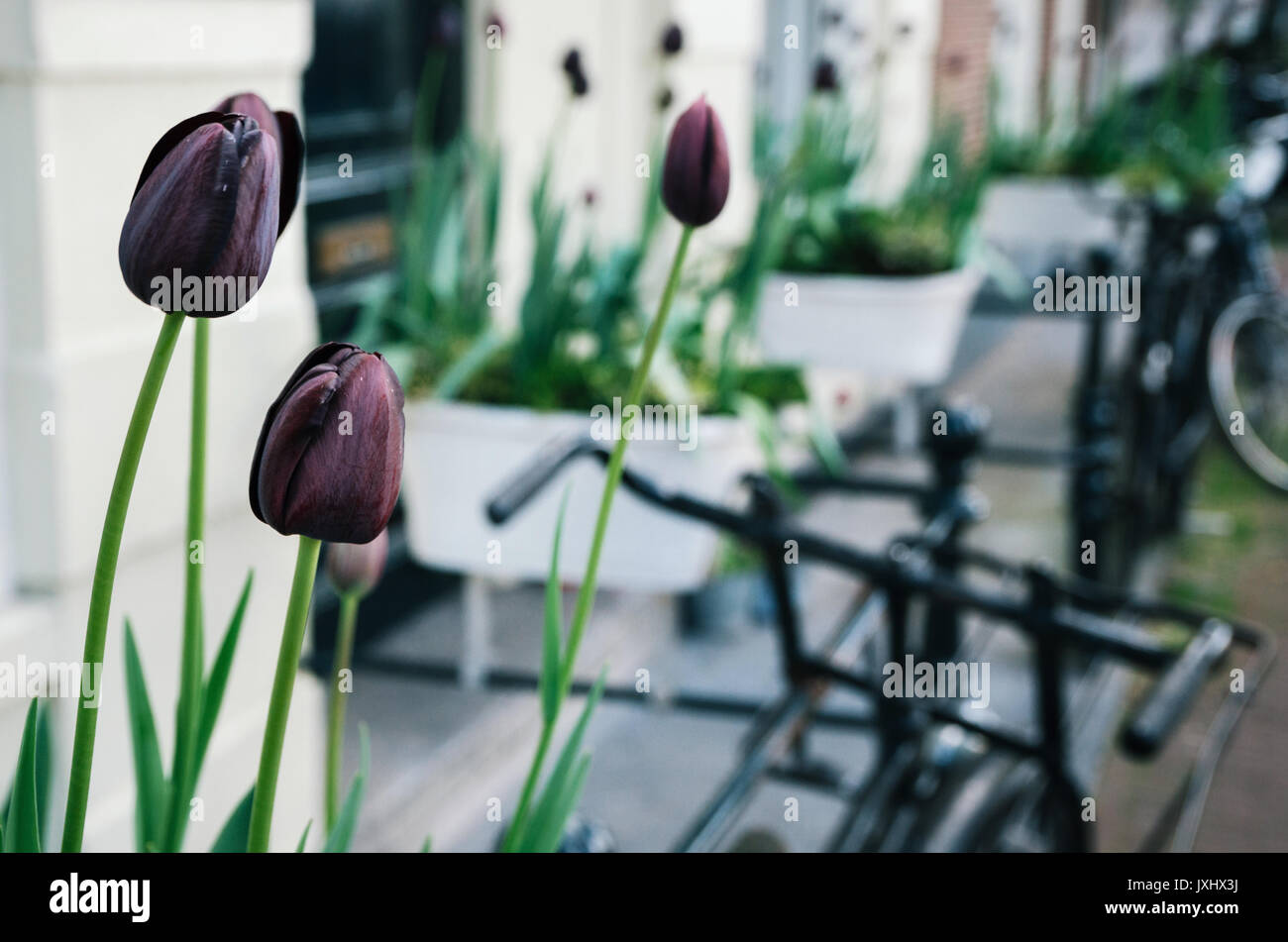 Amsterdam tulip bicycle Banque de photographies et d'images à haute  résolution - Alamy
