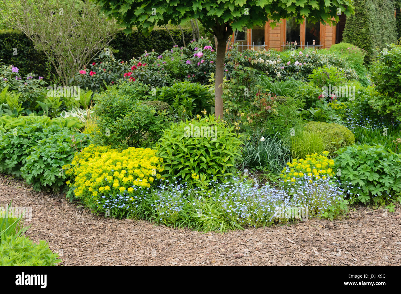 L'euphorbe ésule (Euphorbia polychroma coussin syn. euphorbia epithymoides) et myosotis (myosotis) dans un jardin de vivaces de vernal. design : Marianne et Banque D'Images