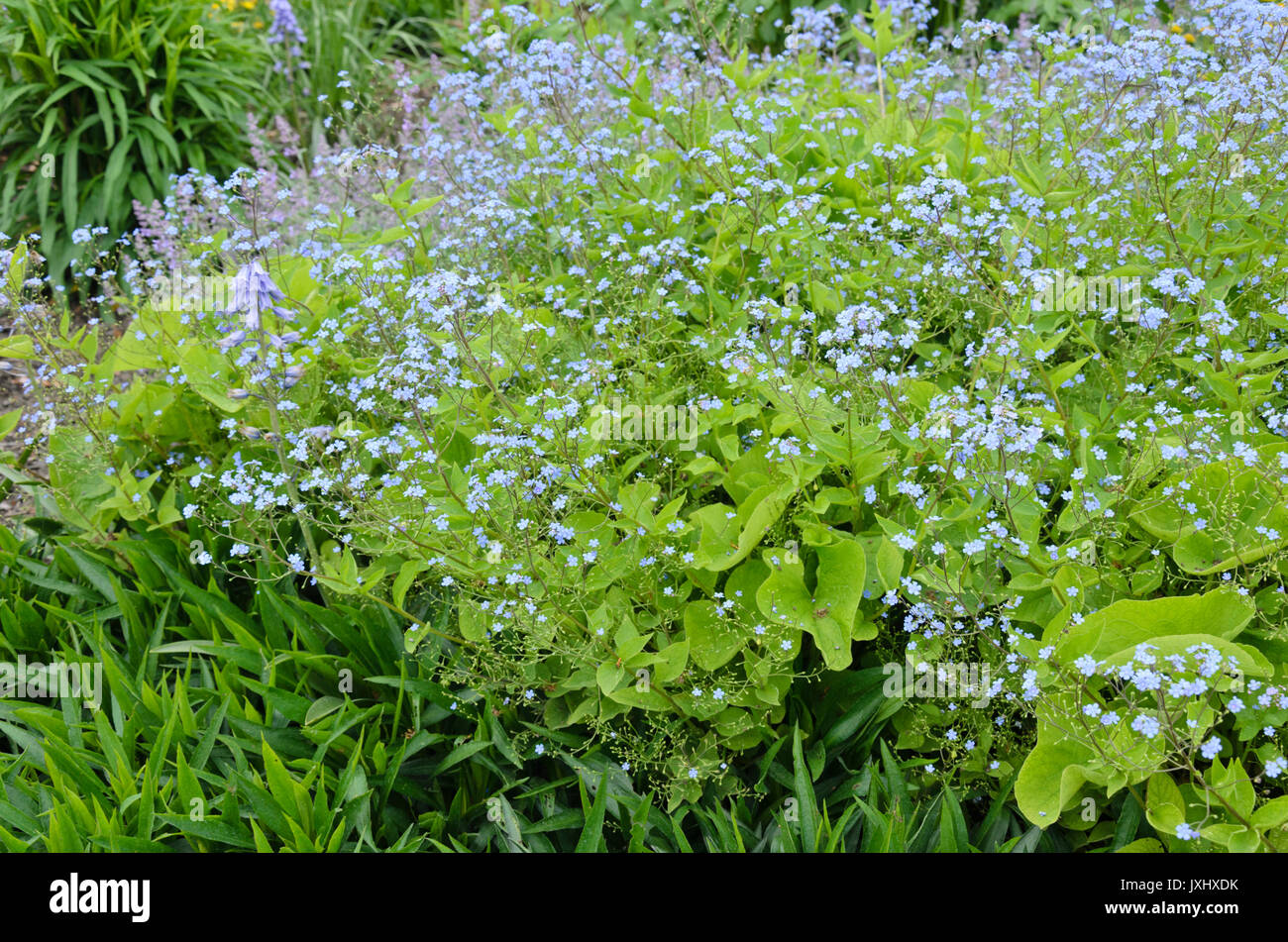 Vipérine commune de Sibérie (Brunnera macrophylla syn. myosotis macrophylla) Banque D'Images