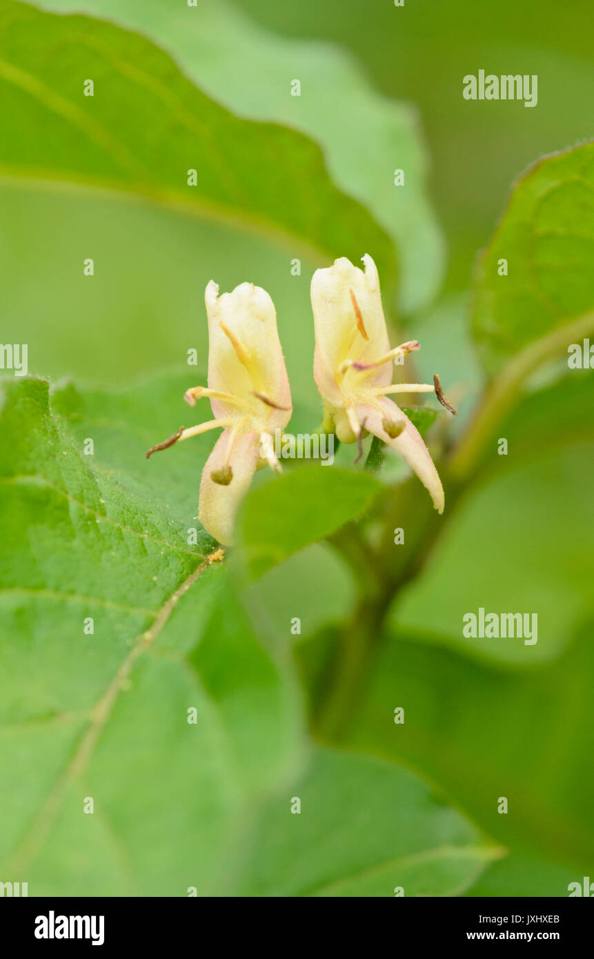 Chèvrefeuille (Lonicera) webbiana Banque D'Images