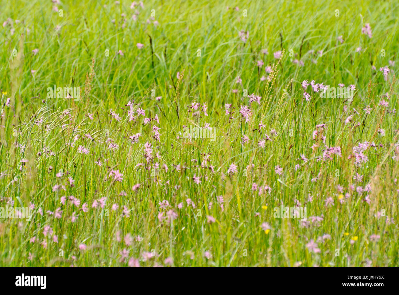 Ragged robin (Lychnis flos-cuculi syn. Silene flos-cuculi) Banque D'Images