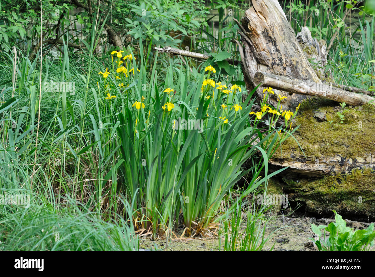 Iris (Iris pseudacorus) Banque D'Images