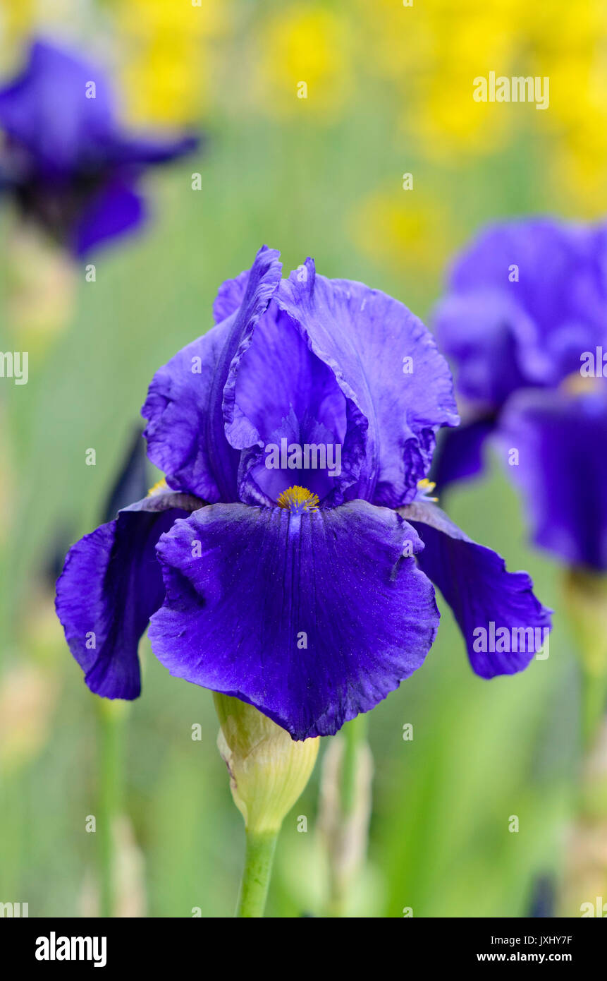 Tall bearded iris (IRIS barbata elatior 'allégeance') Banque D'Images