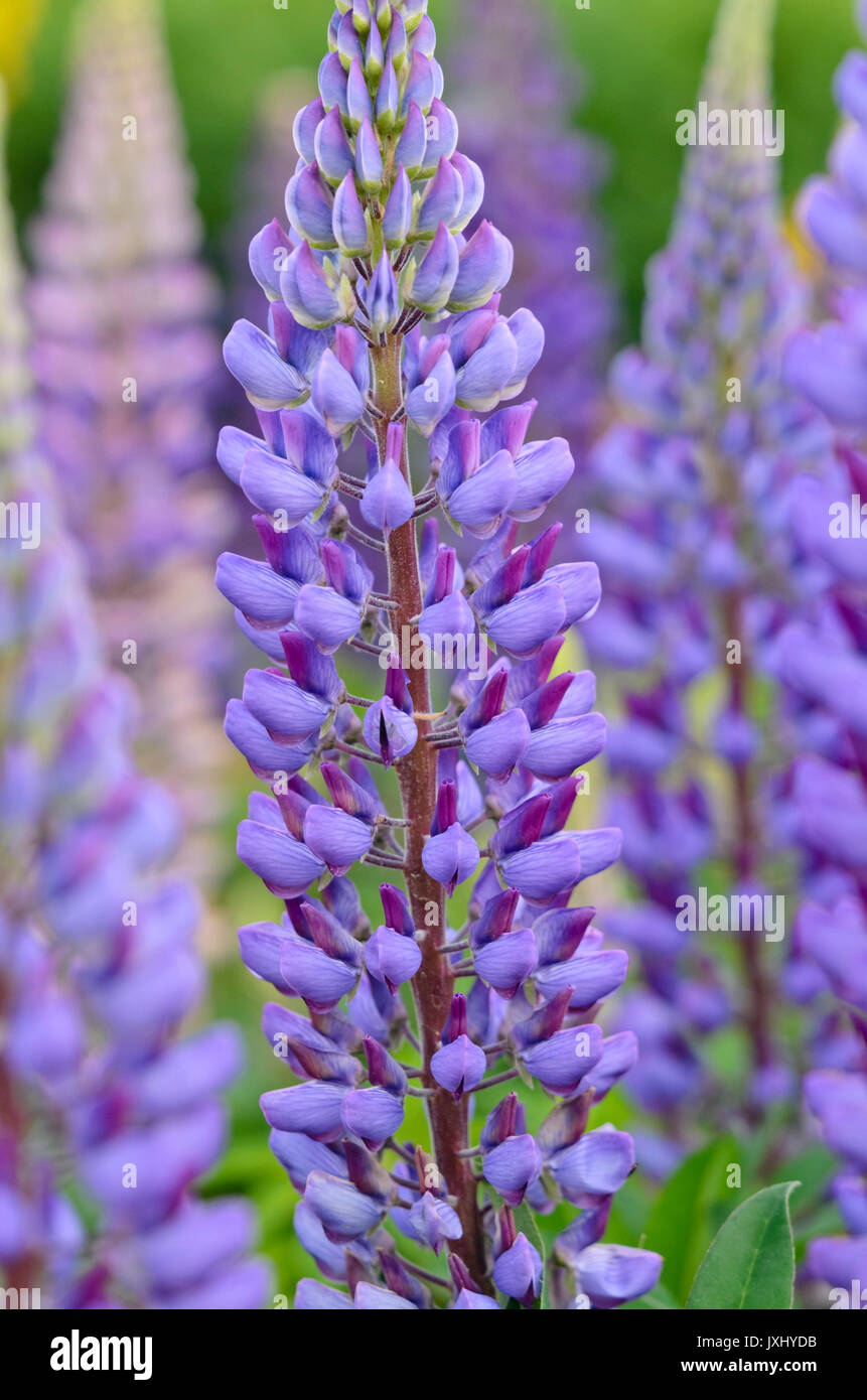 Jardin Le lupin (Lupinus polyphyllus) Banque D'Images