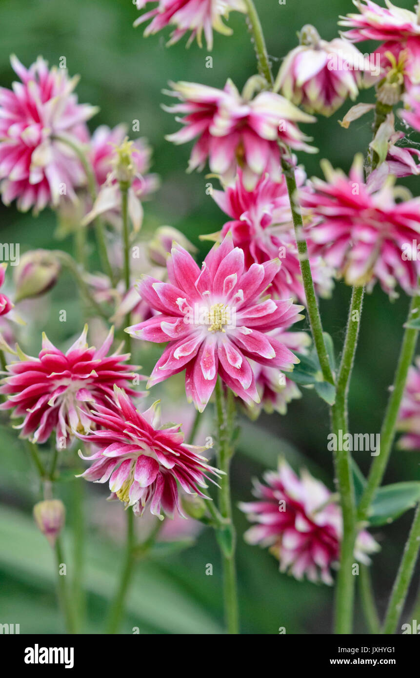 Columbine européenne (Aquilegia vulgaris 'nora barlow') Banque D'Images