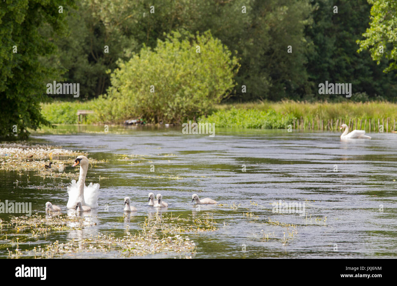 Cygne muet avec Cygnets sur l'Avon Wiltshire à Salisbury, Wiltshire, Angleterre, Royaume-Uni Banque D'Images