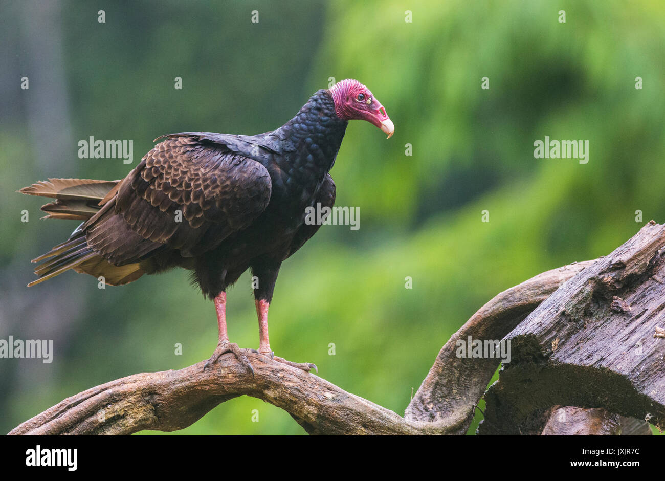 Urubu Cathartes aura, assis sur un tronc d'arbre à Laguna del Lagarto, Boca Tapada, San Carlos, Costa Rica Banque D'Images