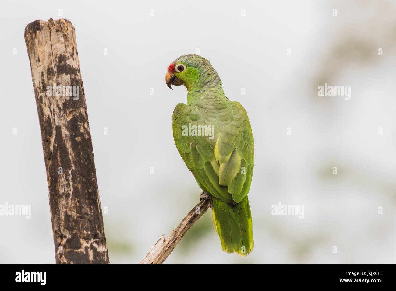 Red Lored Parrot, Amazona autumnalis ssitting dans un arbre avec son dos à la caméra, Laguna del Lagarto, Boca Tapada, San Carlos, Costa Rica Banque D'Images