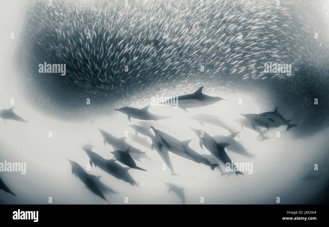Les dauphins communs travailler en équipe afin de rassembler les sardines dans un appât ball afin qu'ils puissent s'en nourrissent, Eastern Cape, Afrique du Sud. Banque D'Images