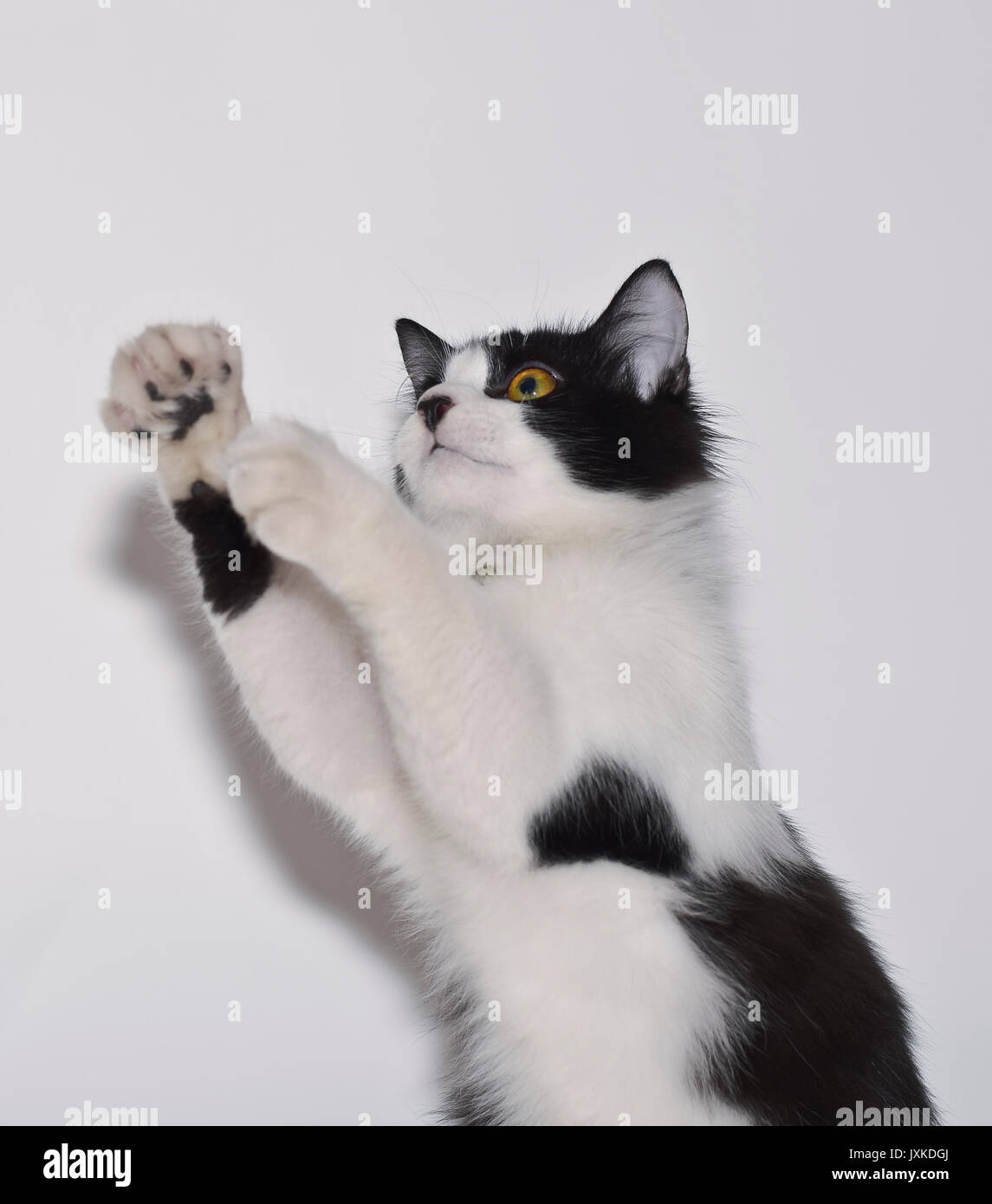 Un mignon petit chat qui était épuisé après la lecture Banque D'Images