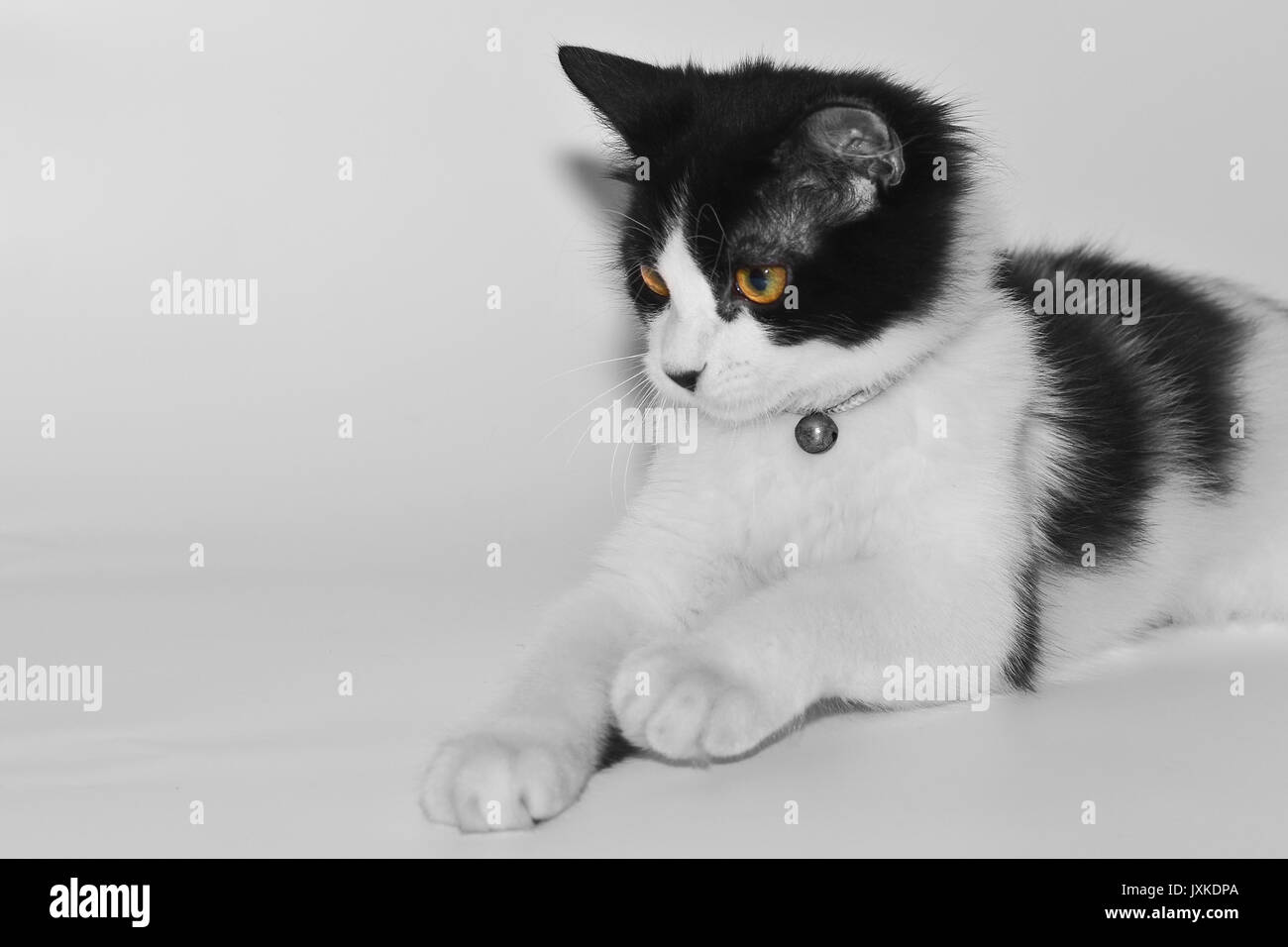 Un mignon petit chat qui était épuisé après la lecture Banque D'Images