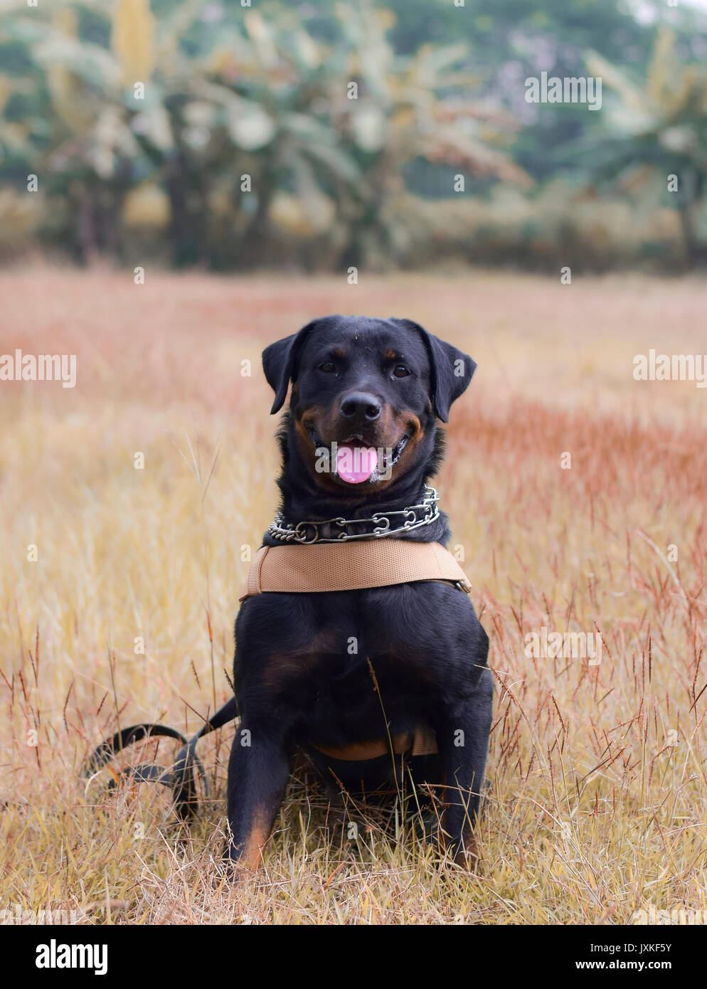 Chien type Rottweiler jouent dans le domaine Banque D'Images