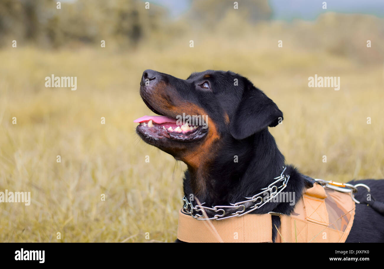 Chien type Rottweiler jouent dans le domaine Banque D'Images