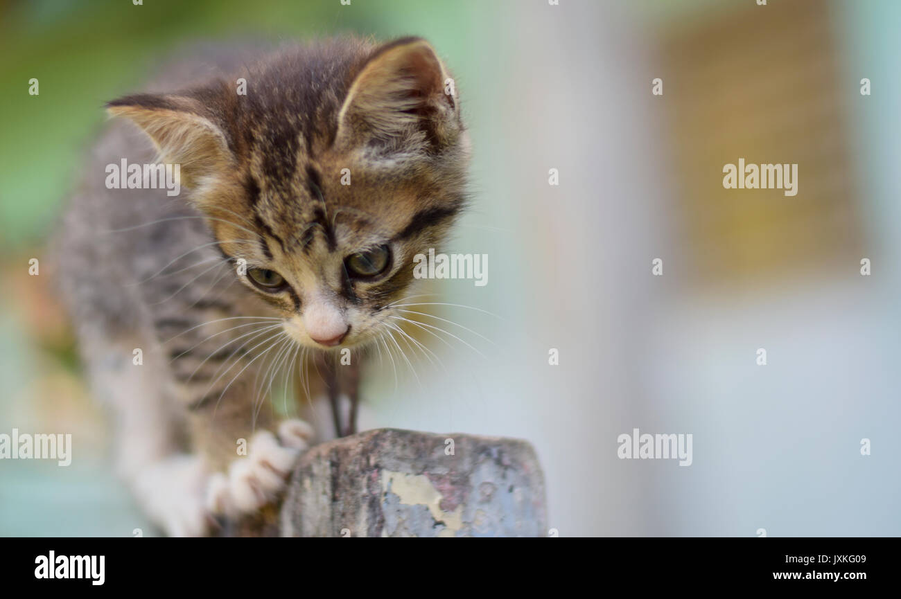 Un mignon petit chat qui était épuisé après la lecture Banque D'Images