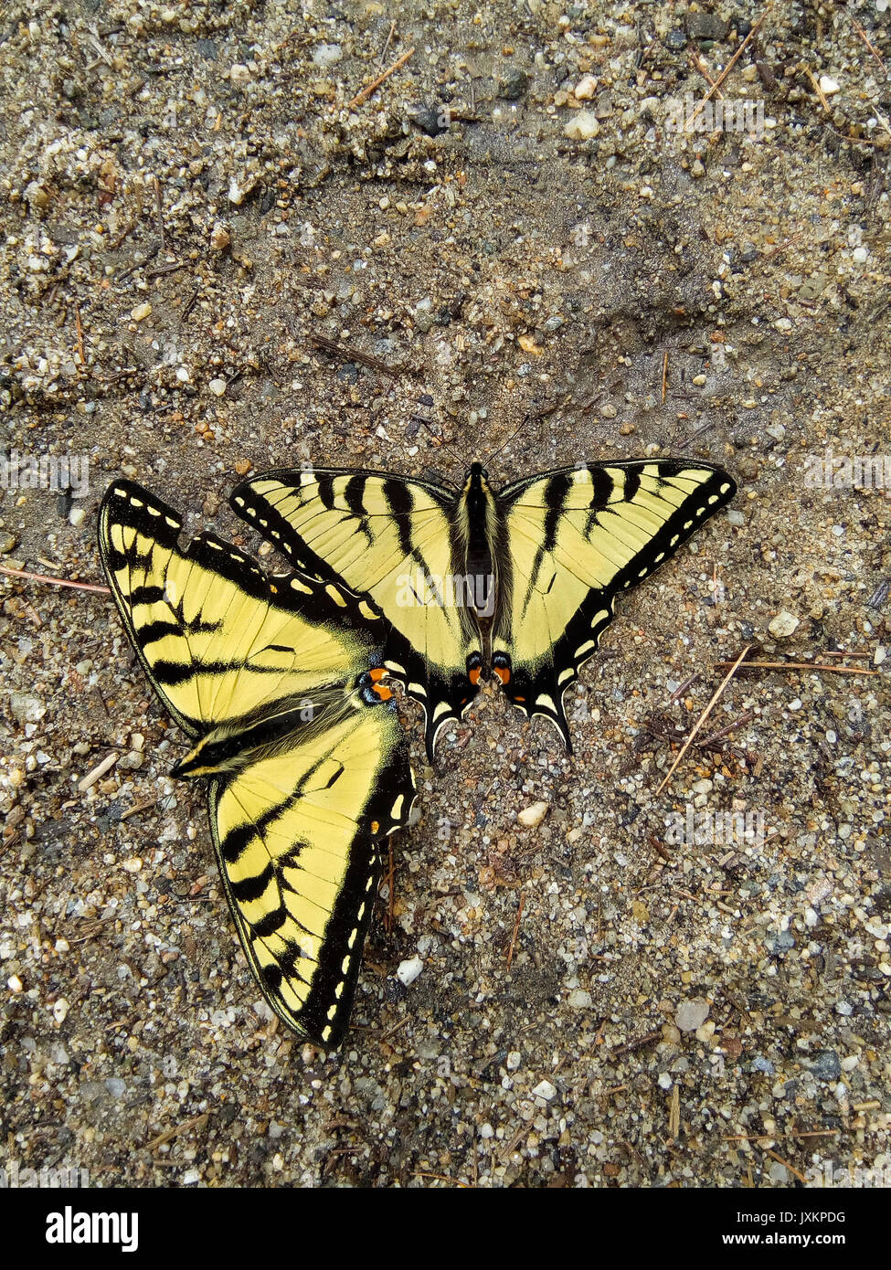 Deux mâles adultes, Eastern Tiger papillons Machaons, Papilio glaucus, sur le terrain, l'extraction de l' "accumulation de nutriments. New Hampshire, USA. Banque D'Images