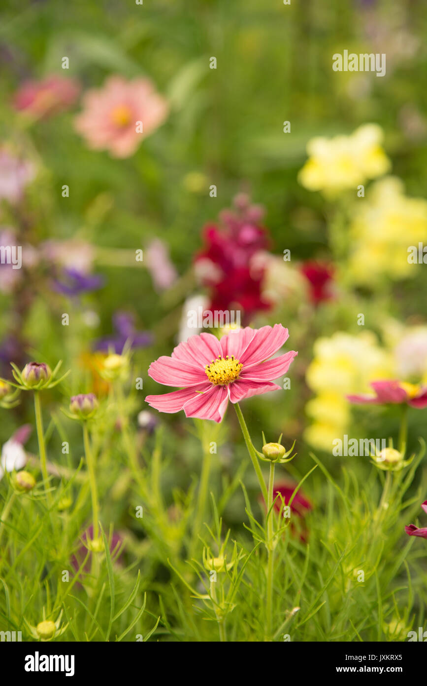 Cosmos rose et d'autres fleurs dans un jardin de campagne anglaise Banque D'Images