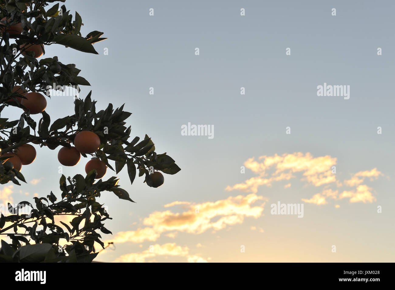 Valencia orange (Citrus sinensis) growing on tree pendant l'hiver. Tourné pendant le coucher du soleil. Potts Hill. Nouvelle Galles du Sud. L'AUSTRALIE Banque D'Images