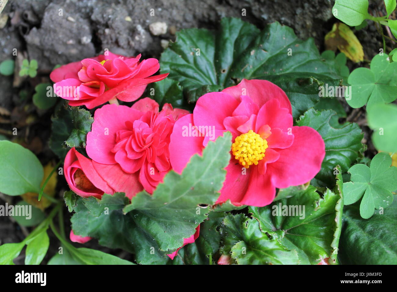 Belles fleurs dans Chalet jardin Banque D'Images