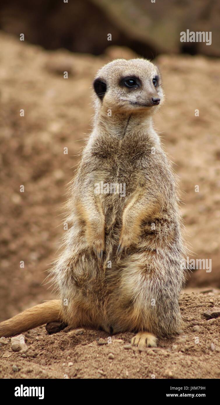 Meerkat Banque D'Images