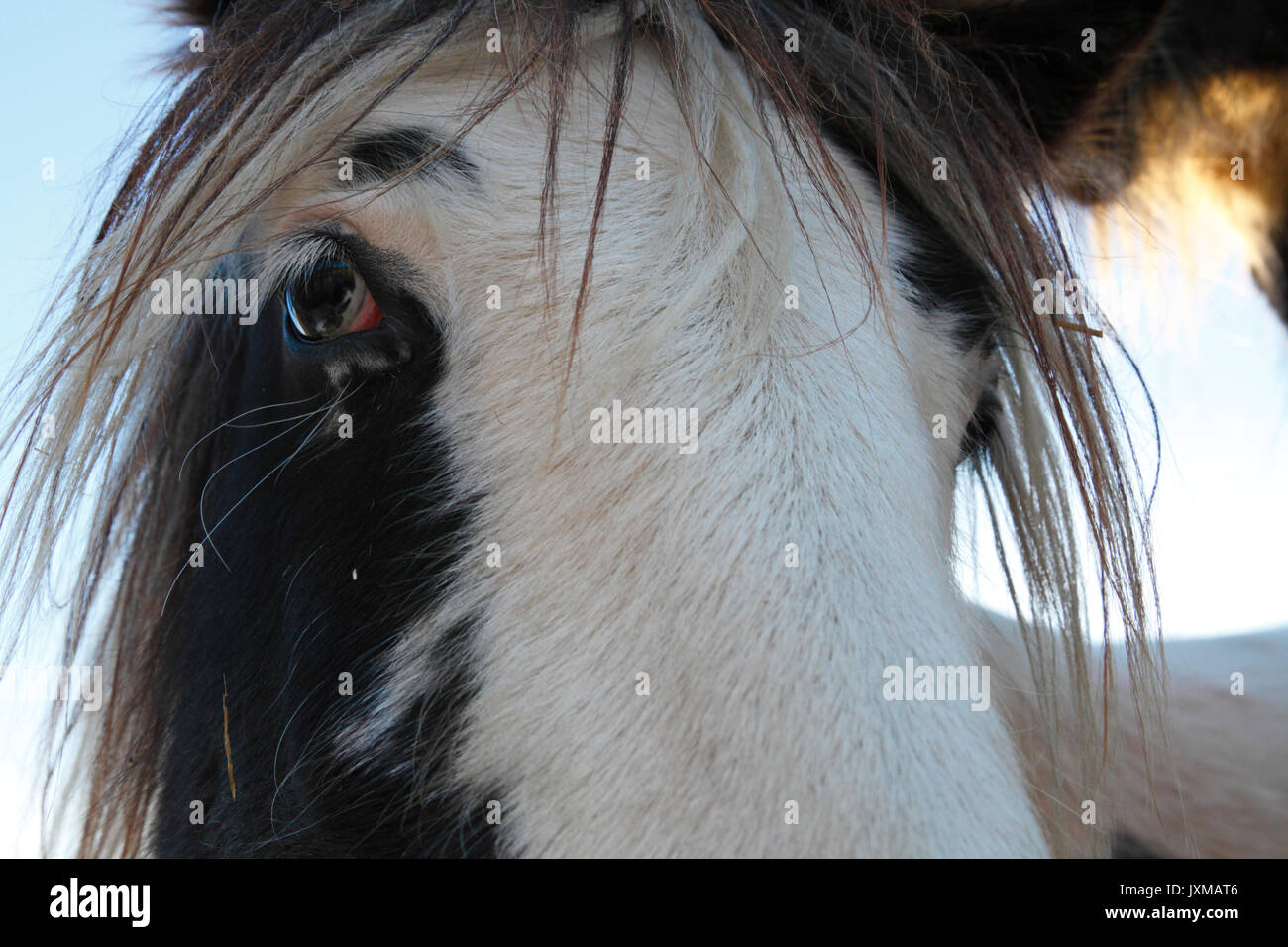 Portrait d'un cheval Tinker. Banque D'Images