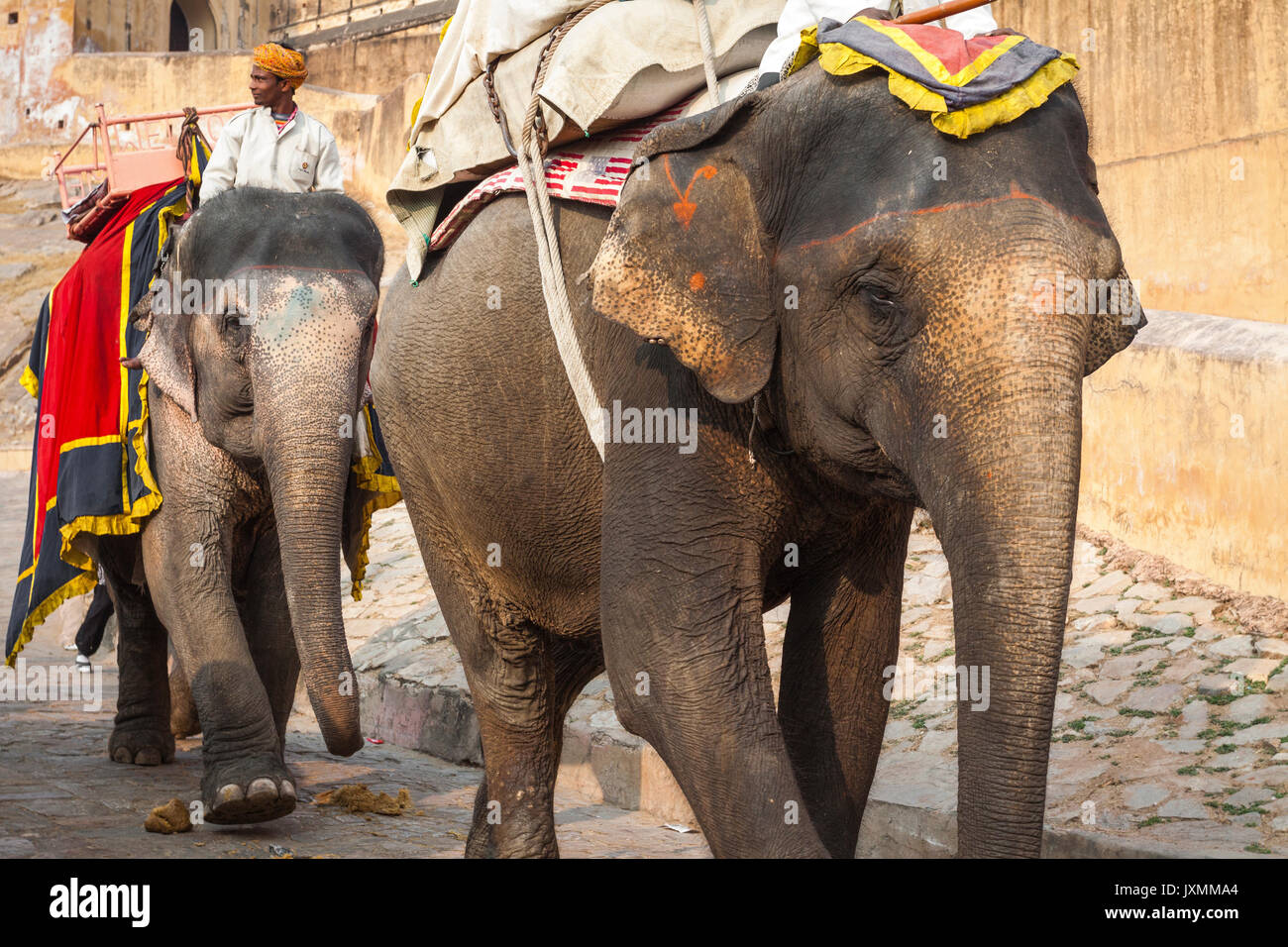 Jaipur, Inde - Le 28 janvier 2017 : hommes non identifiés dans les éléphants décorés en jaleb chowk, fort amber à Jaipur, Inde promenades à dos d'éléphant sont populaires. Banque D'Images