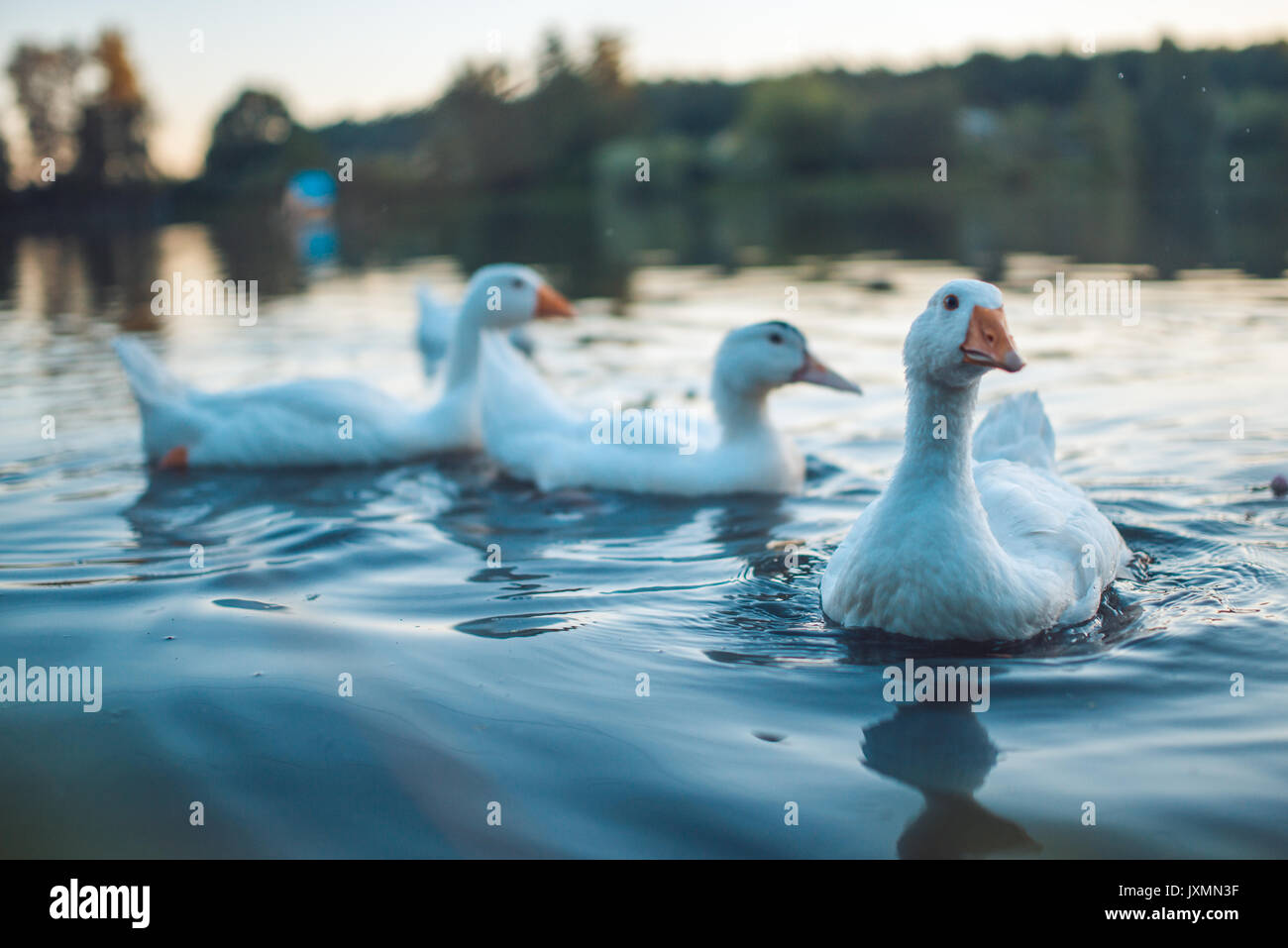 Un troupeau d'oies domestiques blanc natation dans le lac en soirée. Grey Goose domestiqués sont utilisés pour la viande de volaille, œufs, plumes de duvet (Anser anser domesticus) Banque D'Images