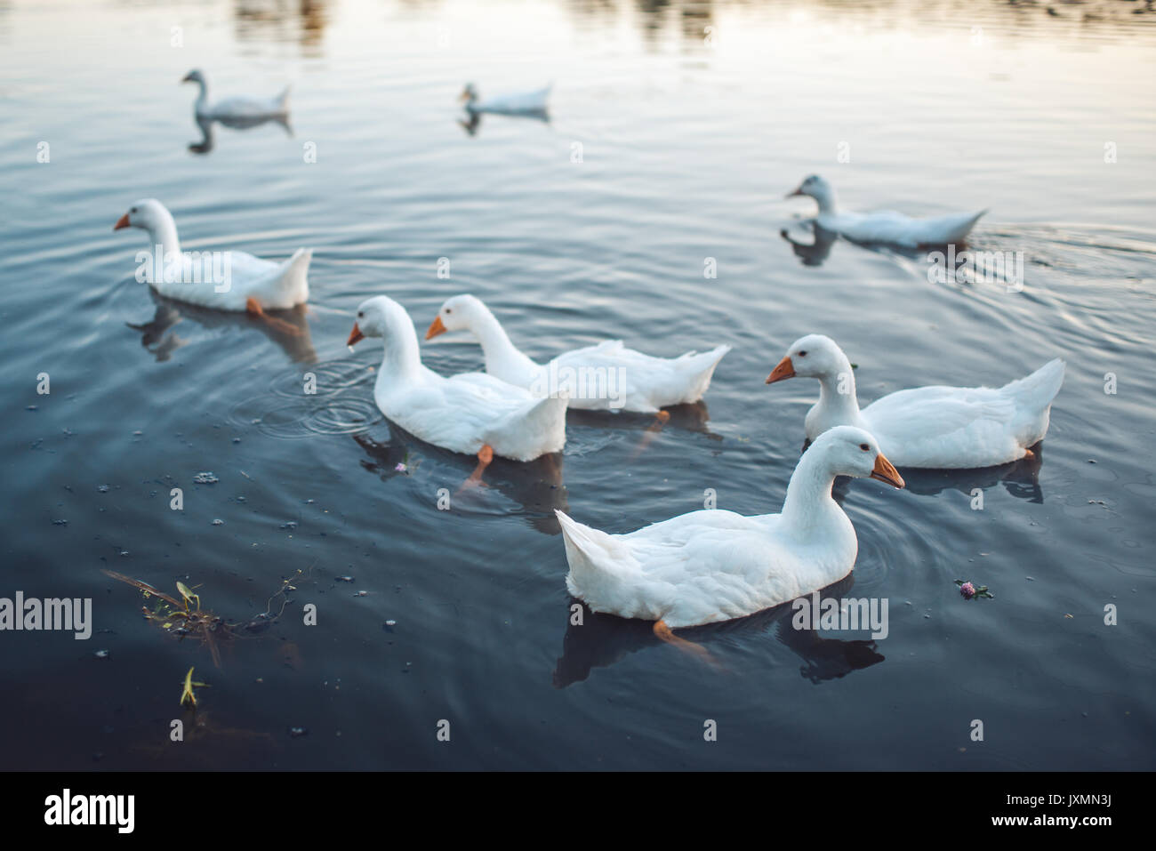 Un troupeau d'oies domestiques blanc natation dans le lac en soirée. Grey Goose domestiqués sont utilisés pour la viande de volaille, œufs, plumes de duvet (Anser anser domesticus) Banque D'Images