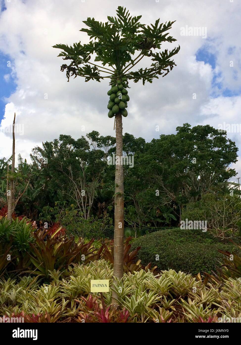 Papaya Tree à Hawaï Banque D'Images