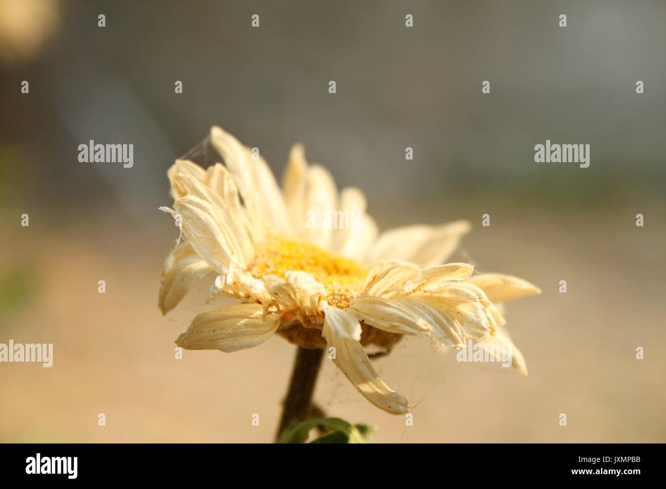 Fleur jaune Banque D'Images