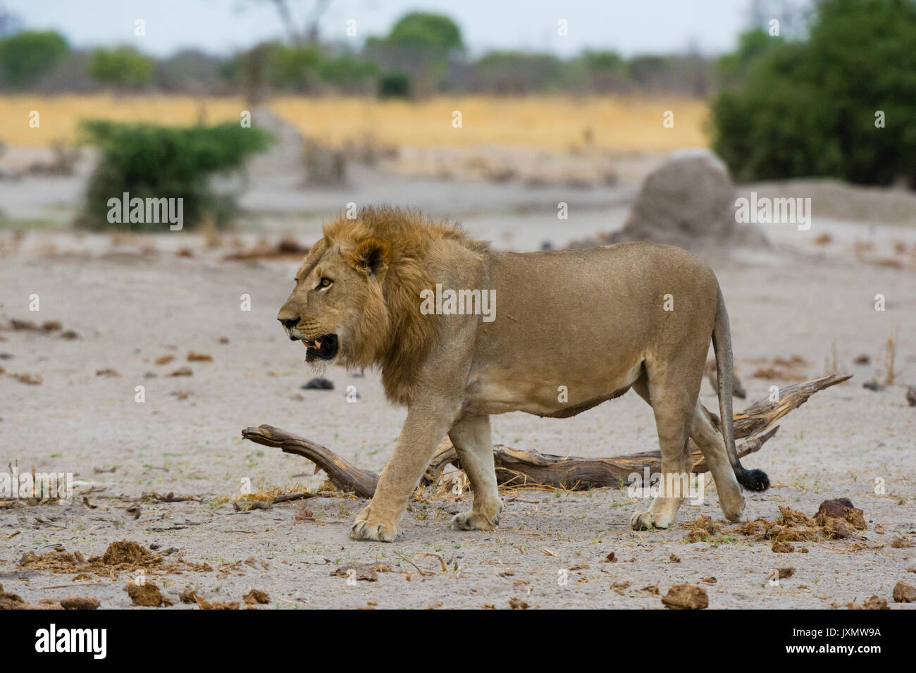Male lion (Panthera leo), Savuti, Chobe National Park, Botswana, Africa Banque D'Images