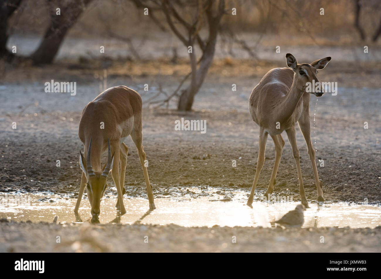 Une femme et jeune mâle Impala (Aepyceros melampus), de l'alcool au point d'eau au lever du soleil, Kalahari, Botswana, Africa Banque D'Images