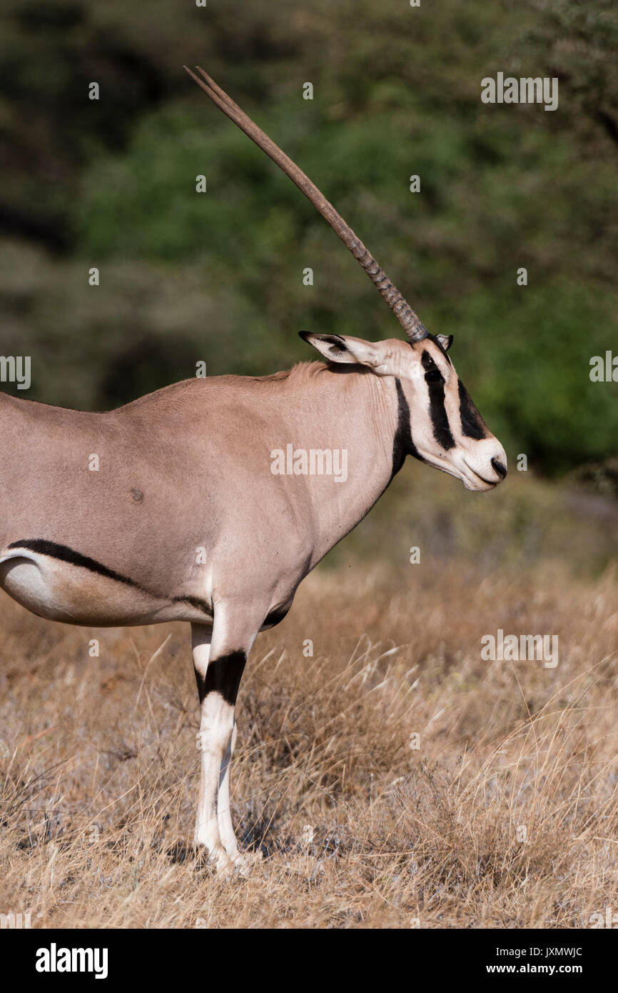Oryx de beisa (Oryx gazella beisa), Conservation de Kalama, Samburu, Kenya, Africa Banque D'Images