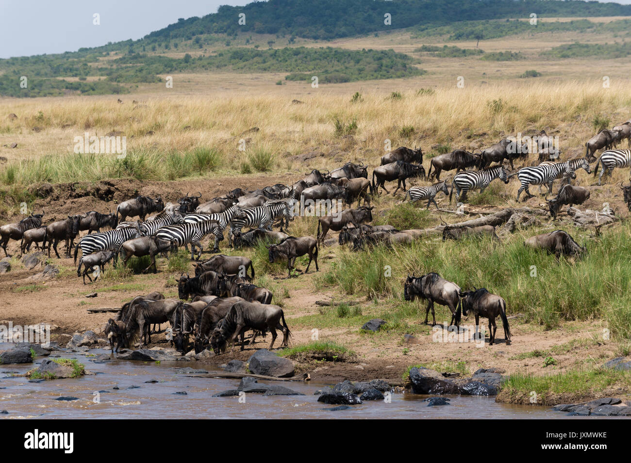 Un zèbre de Grant et le gnou barbu, Masai Mara National Reserve, Kenya, Africa Banque D'Images