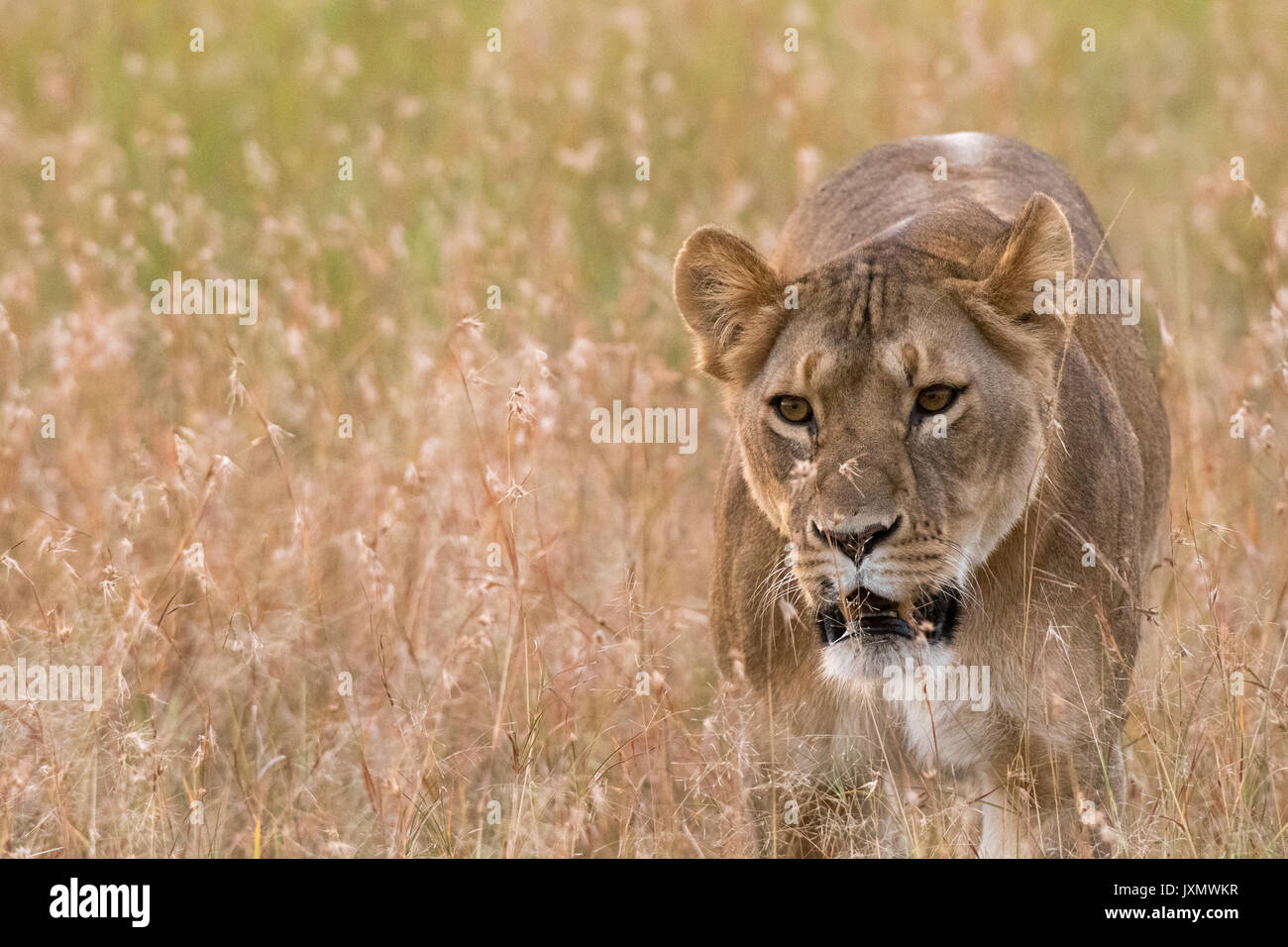 Lioness (Panthera leo) marche dans la savane, Masai Mara, Kenya, Afrique Banque D'Images
