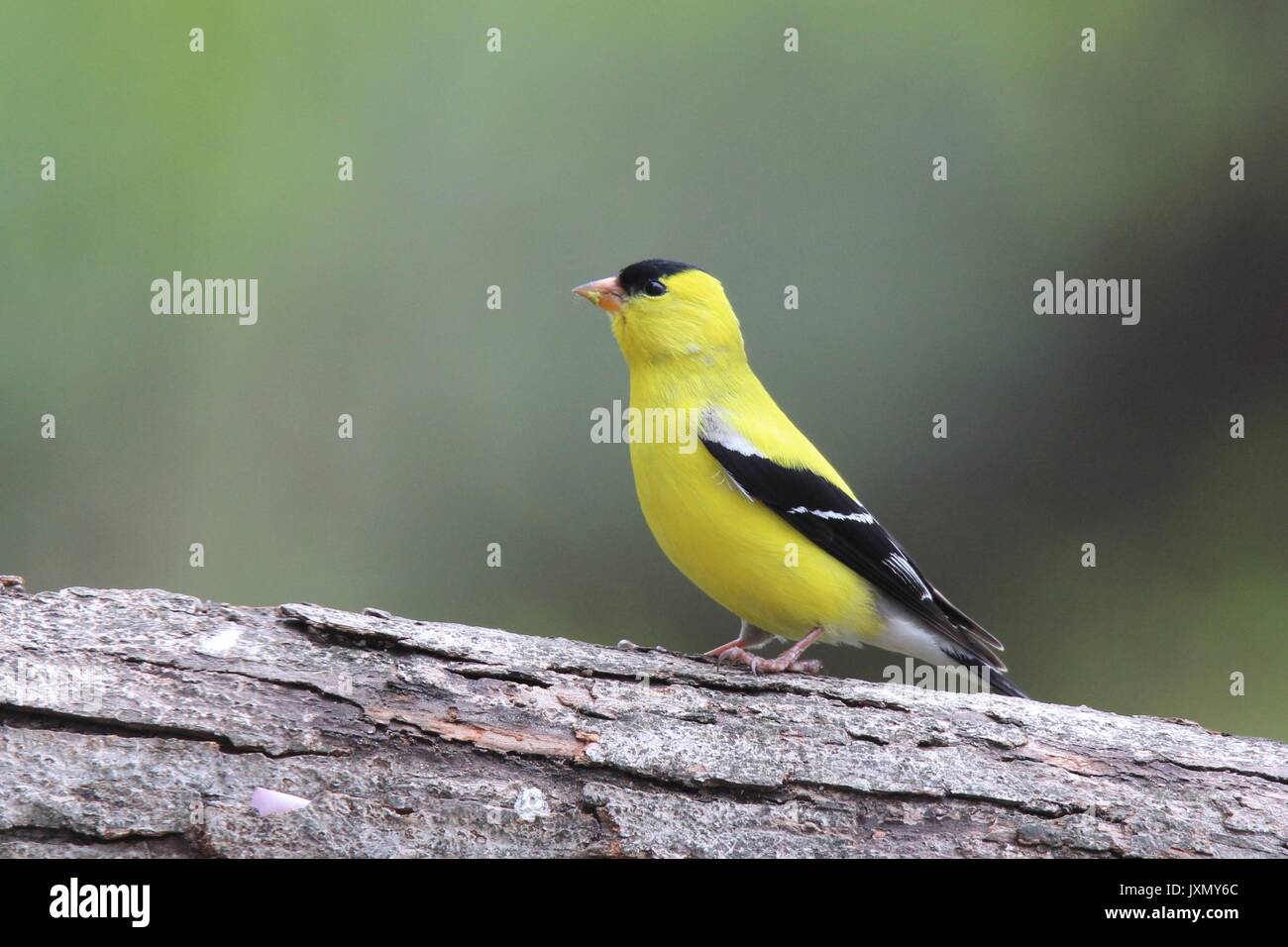 Un vibrant jaune chardonneret jaune mâle perché sur une branche à l'automne Banque D'Images