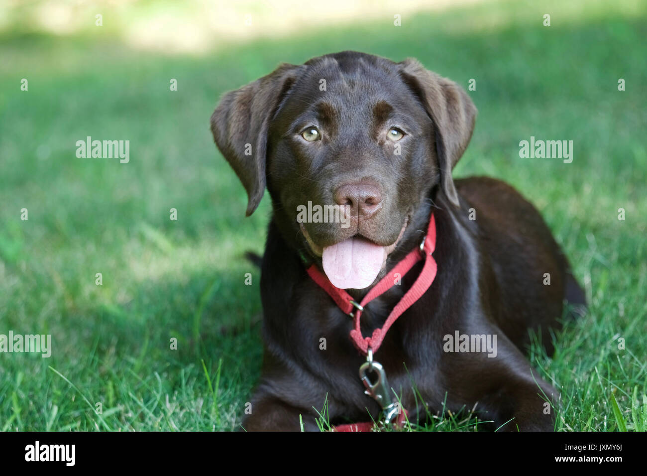 Un labrador retriever chocolat allongé dans l'herbe sur une journée chaude. Banque D'Images