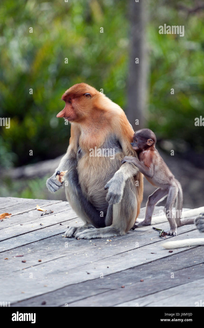Proboscis Monkey ou singes bec long, mère avec bébé, Labuk Bay, Sabah, Bornéo, Malaisie Banque D'Images